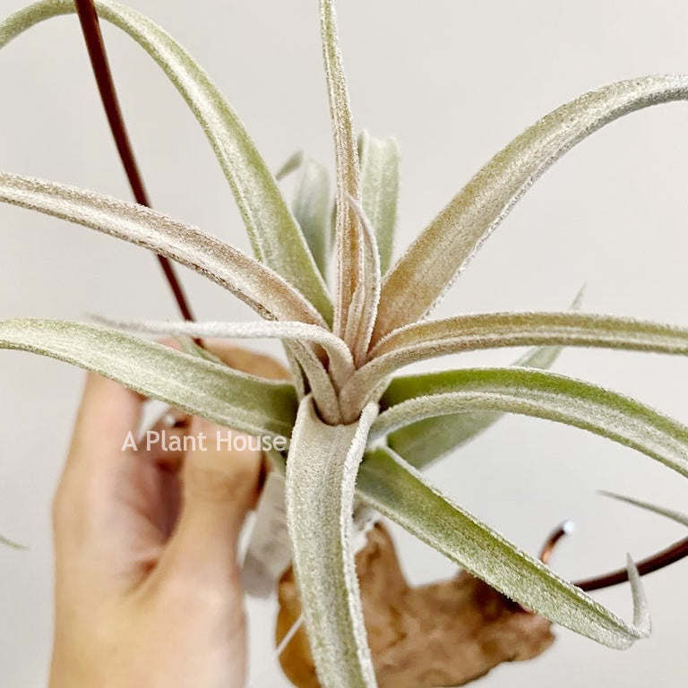 Tillandsia Bird Rock Elegance