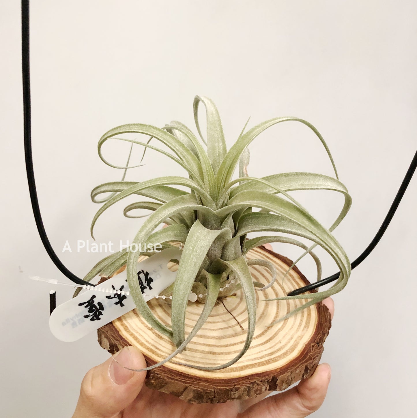 Tillandsia Zacapanensis x Streptophylla