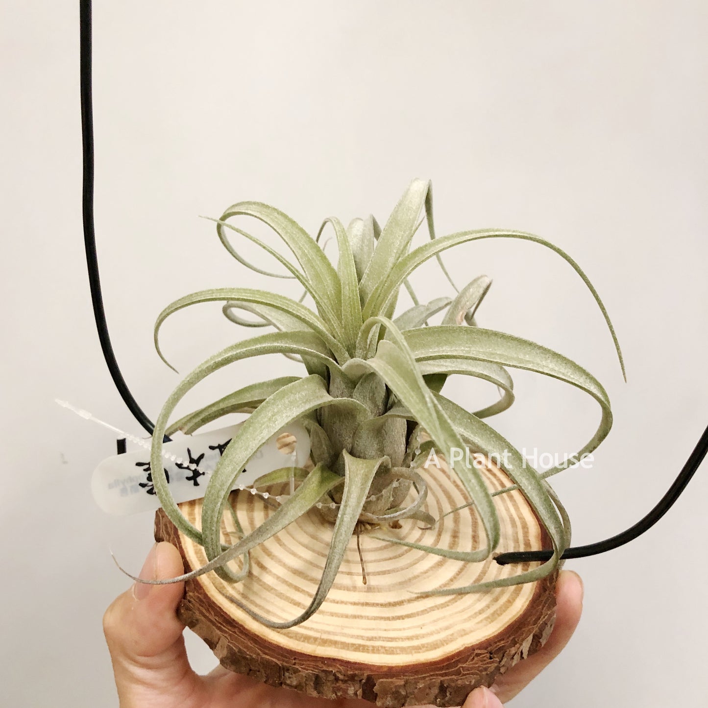 Tillandsia Zacapanensis x Streptophylla