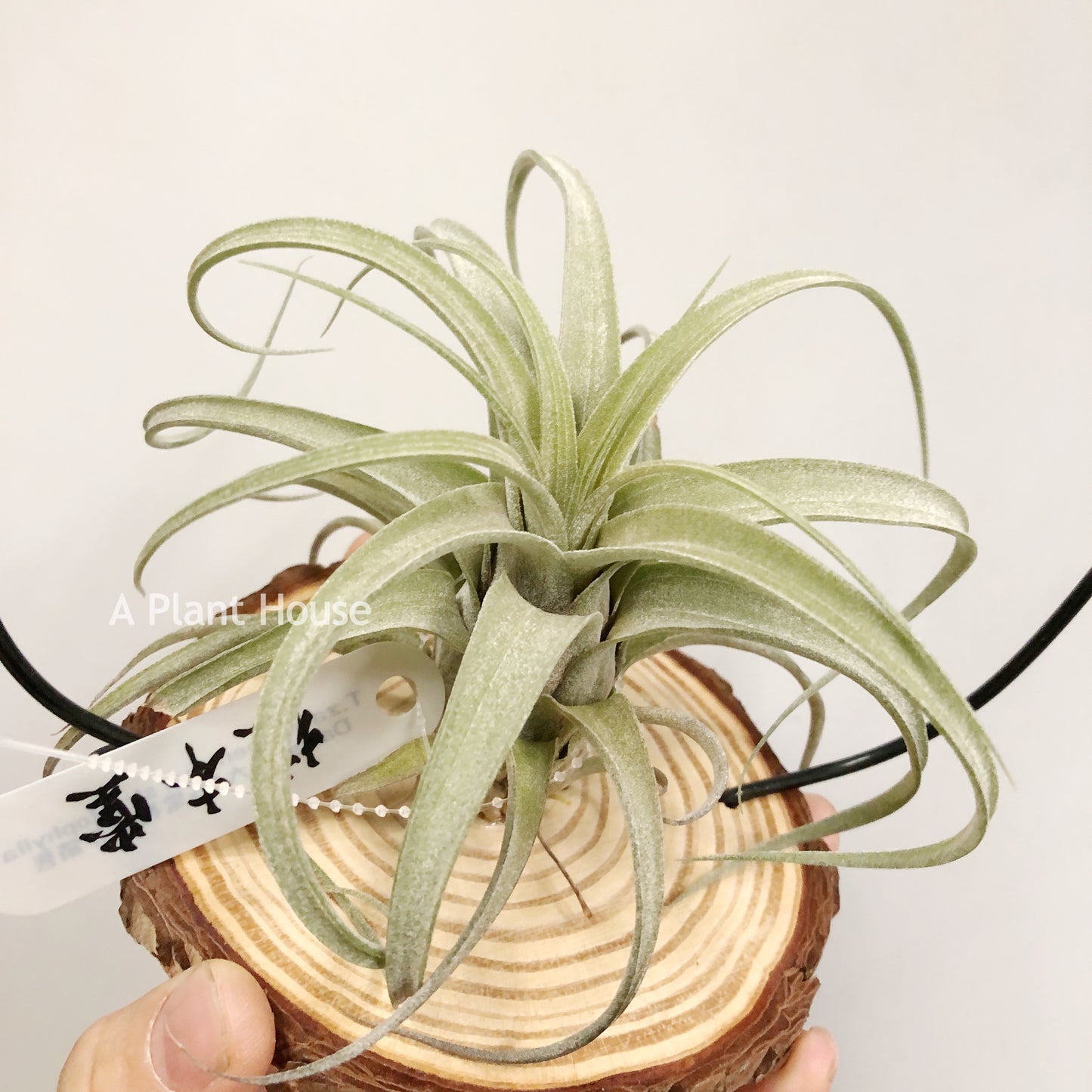 Tillandsia Zacapanensis x Streptophylla