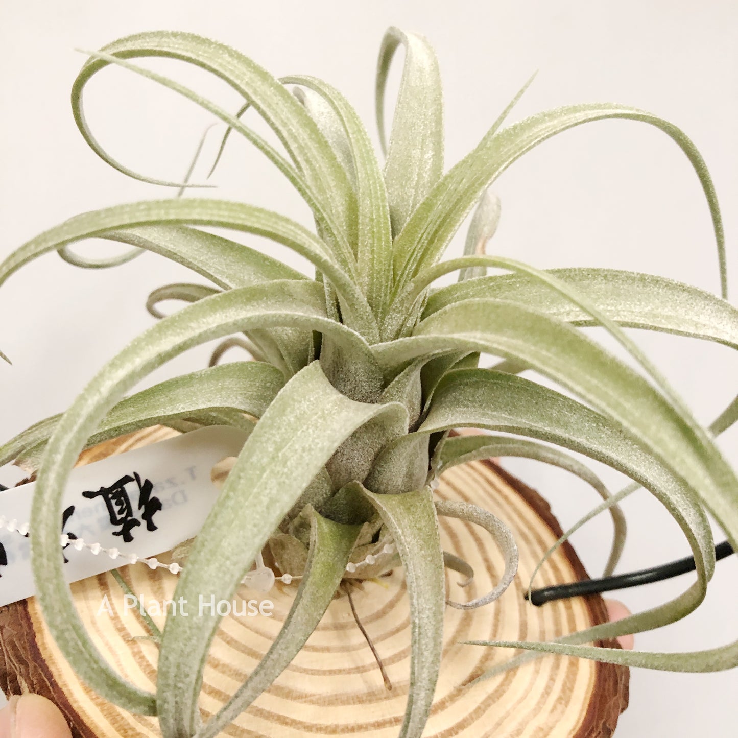 Tillandsia Zacapanensis x Streptophylla