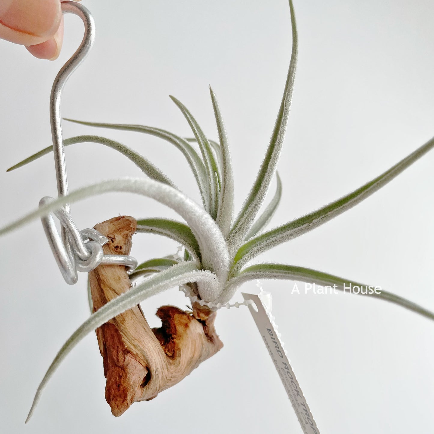 Tillandsia Cardenasii