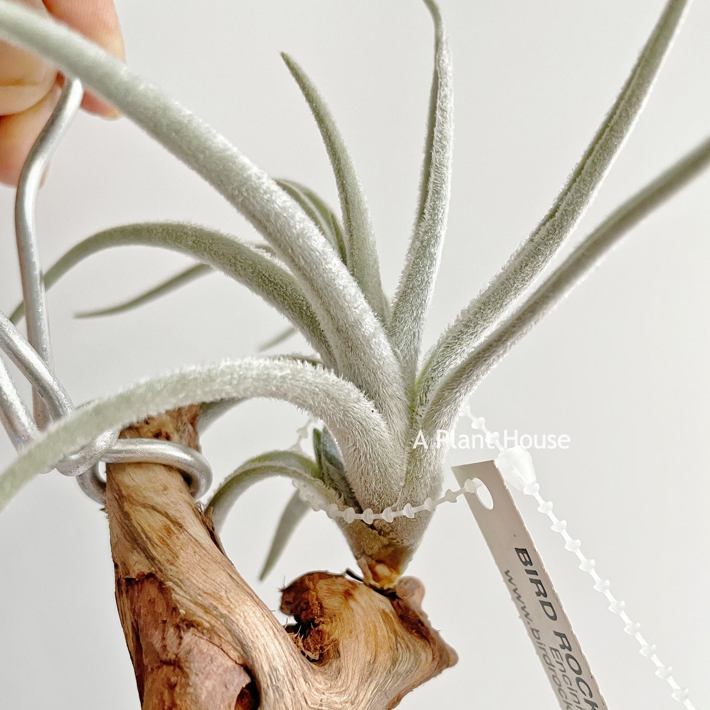 Tillandsia Cardenasii