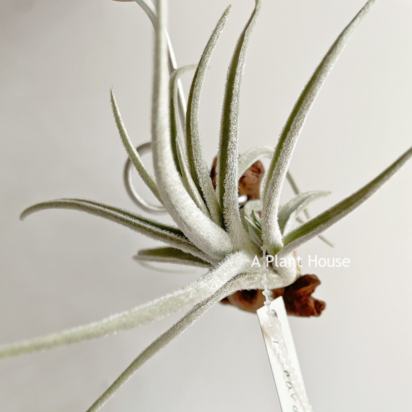 Tillandsia Cardenasii