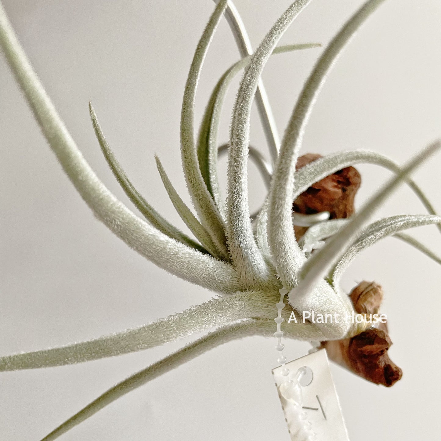 Tillandsia Cardenasii
