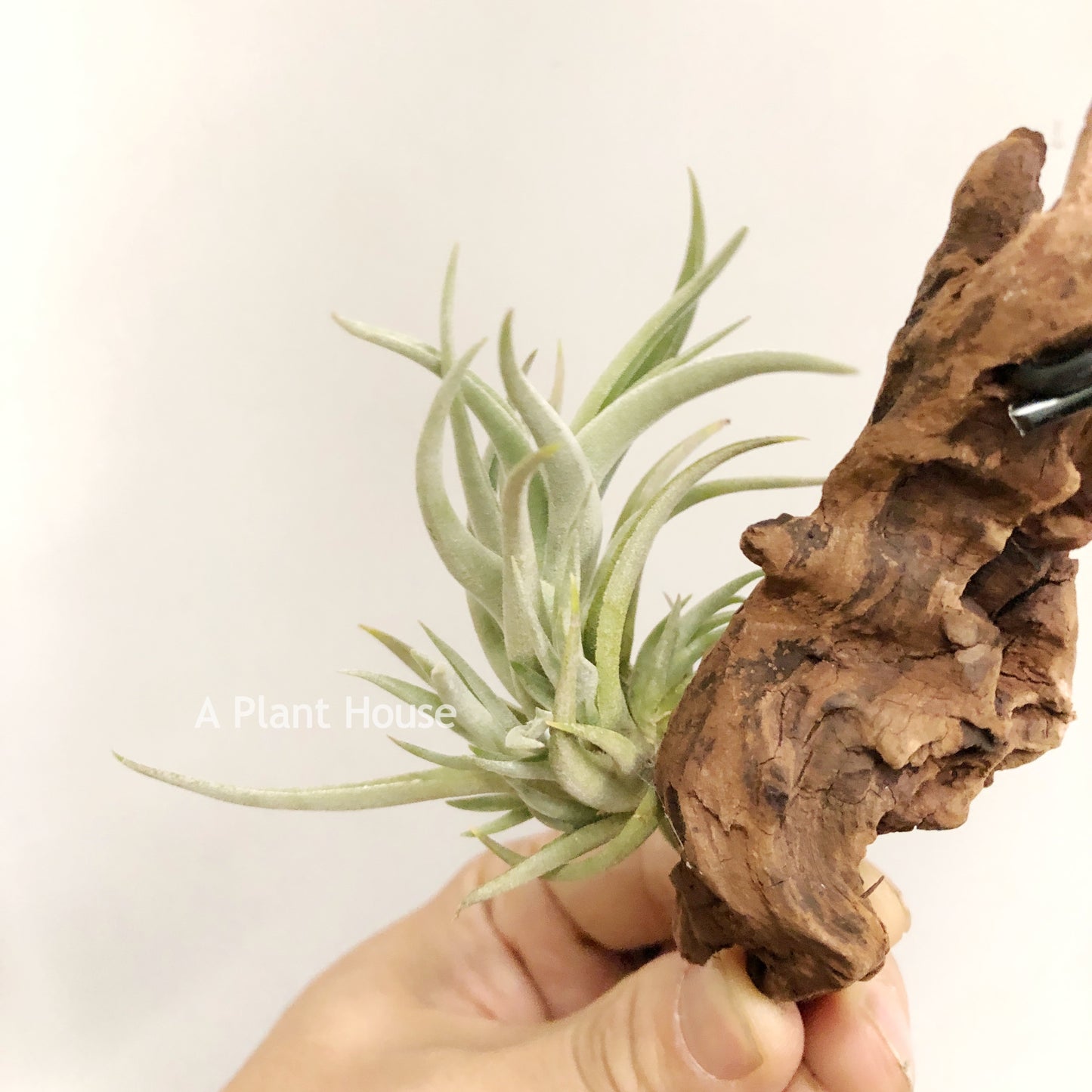 Tillandsia Bermejoensis