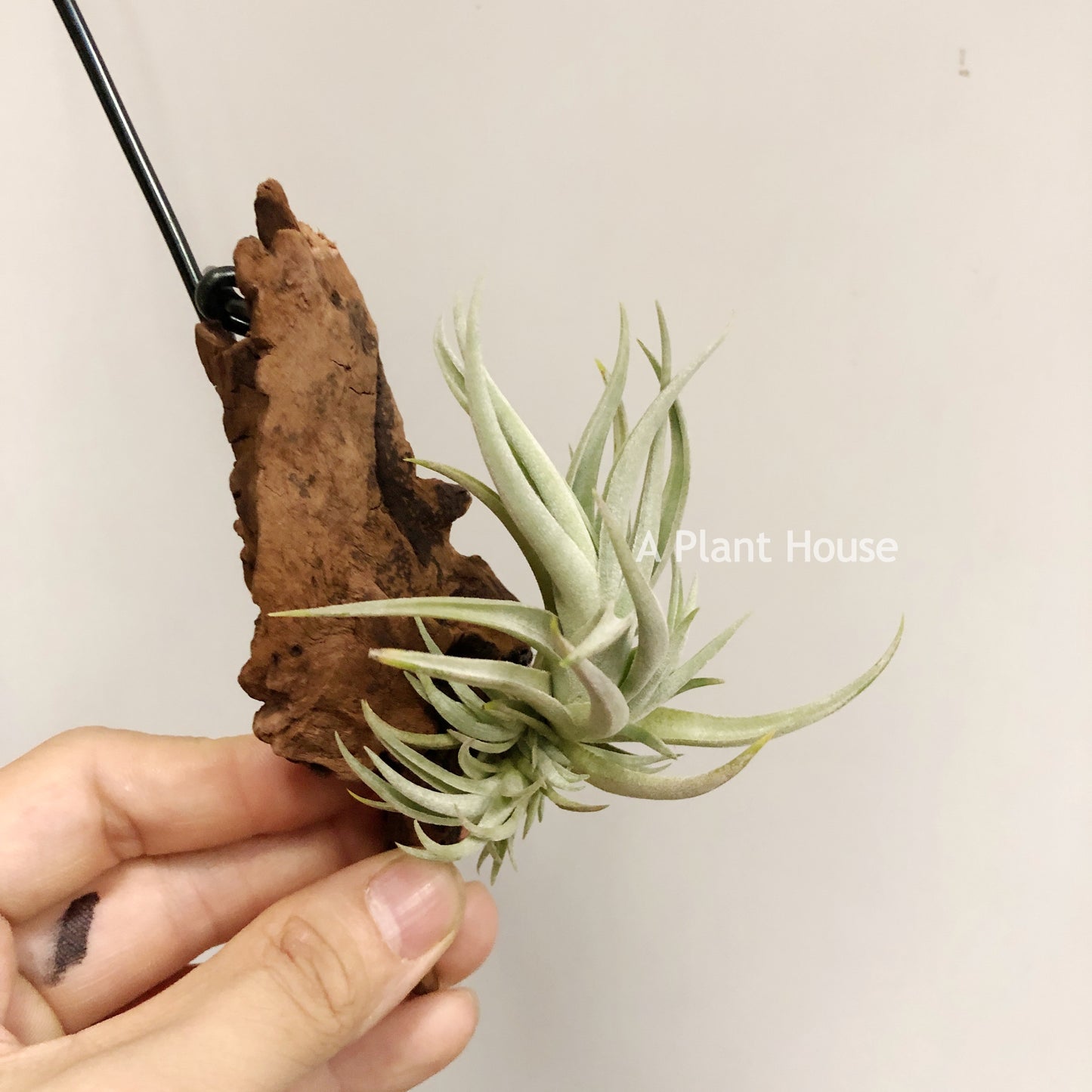 Tillandsia Bermejoensis