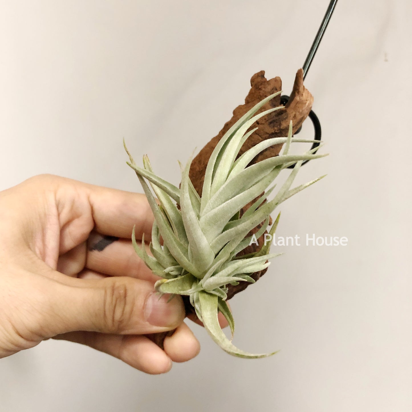 Tillandsia Bermejoensis