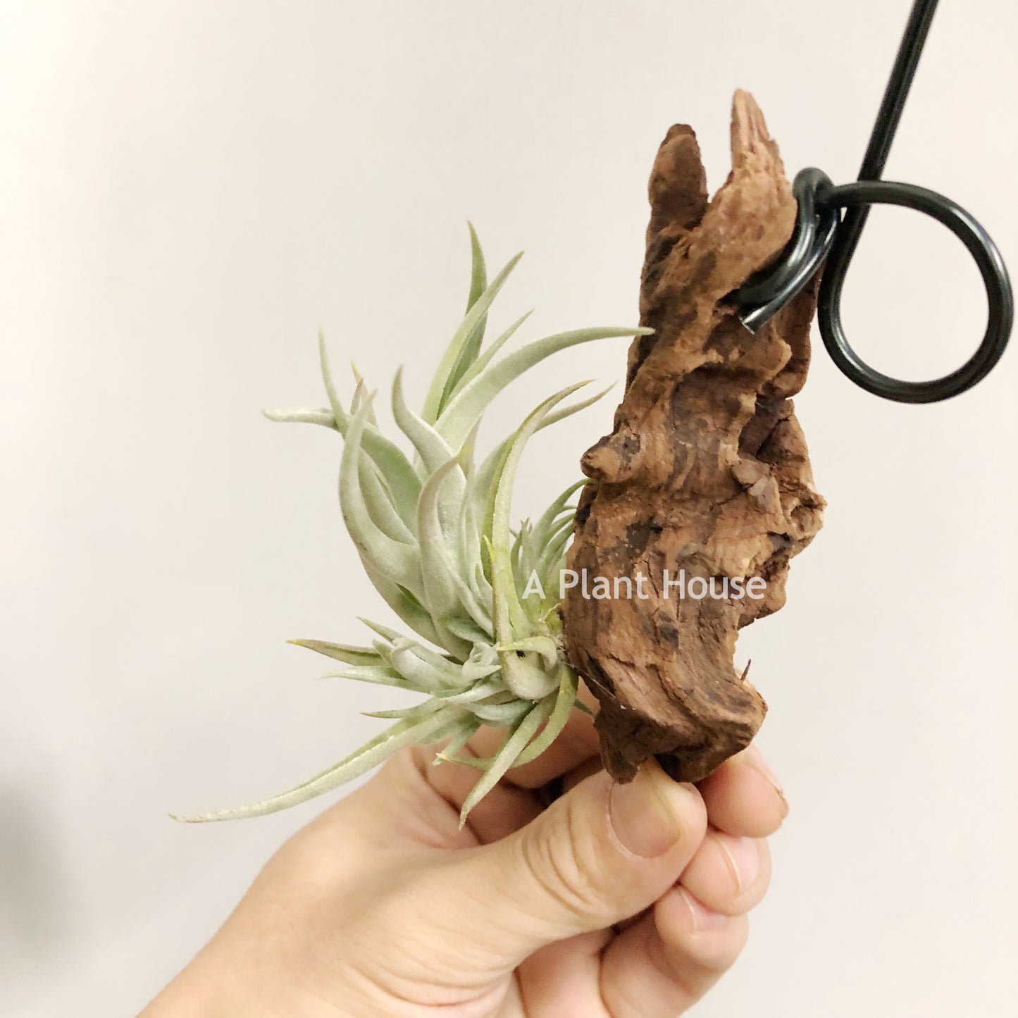 Tillandsia Bermejoensis