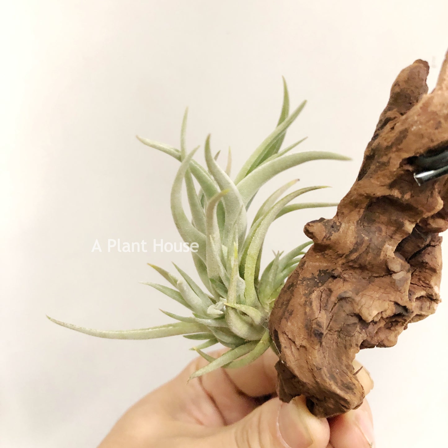 Tillandsia Bermejoensis