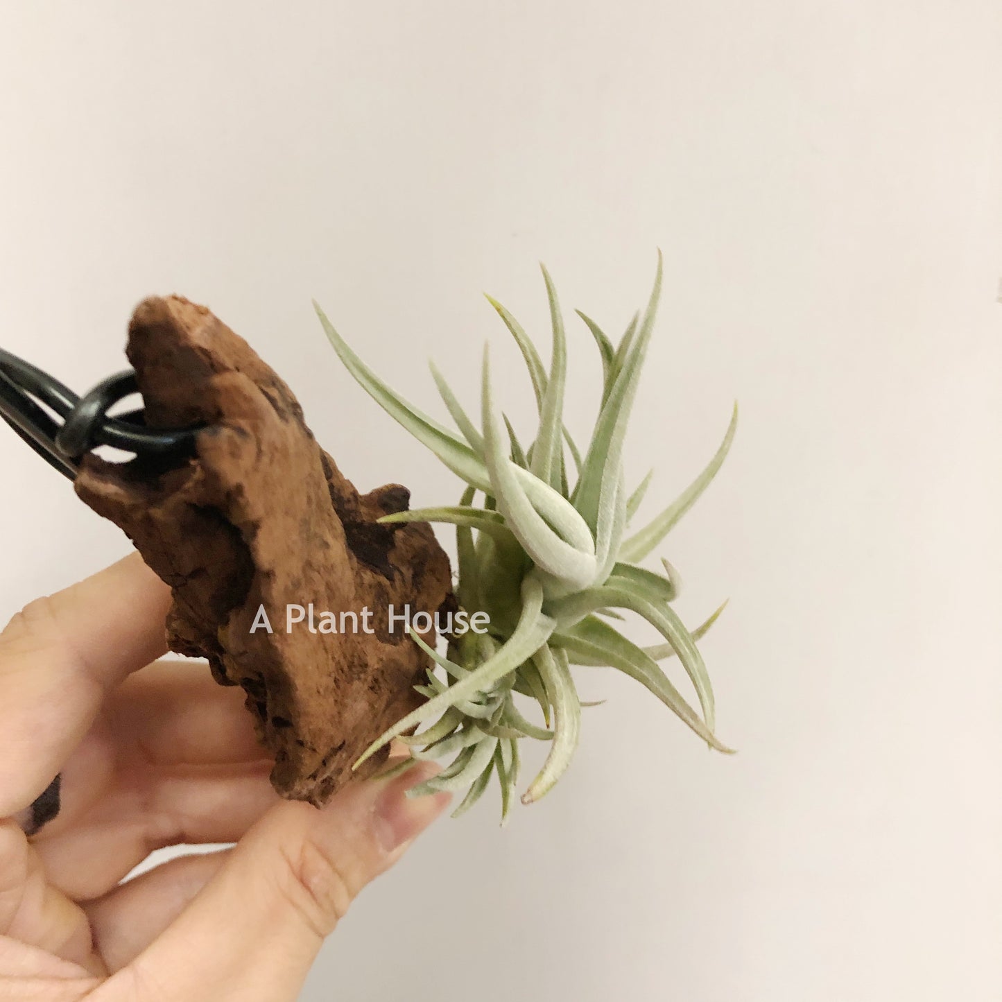 Tillandsia Bermejoensis