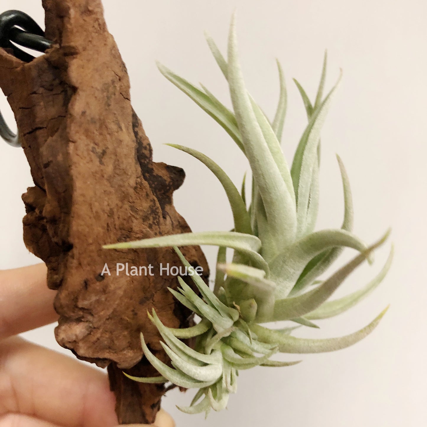 Tillandsia Bermejoensis