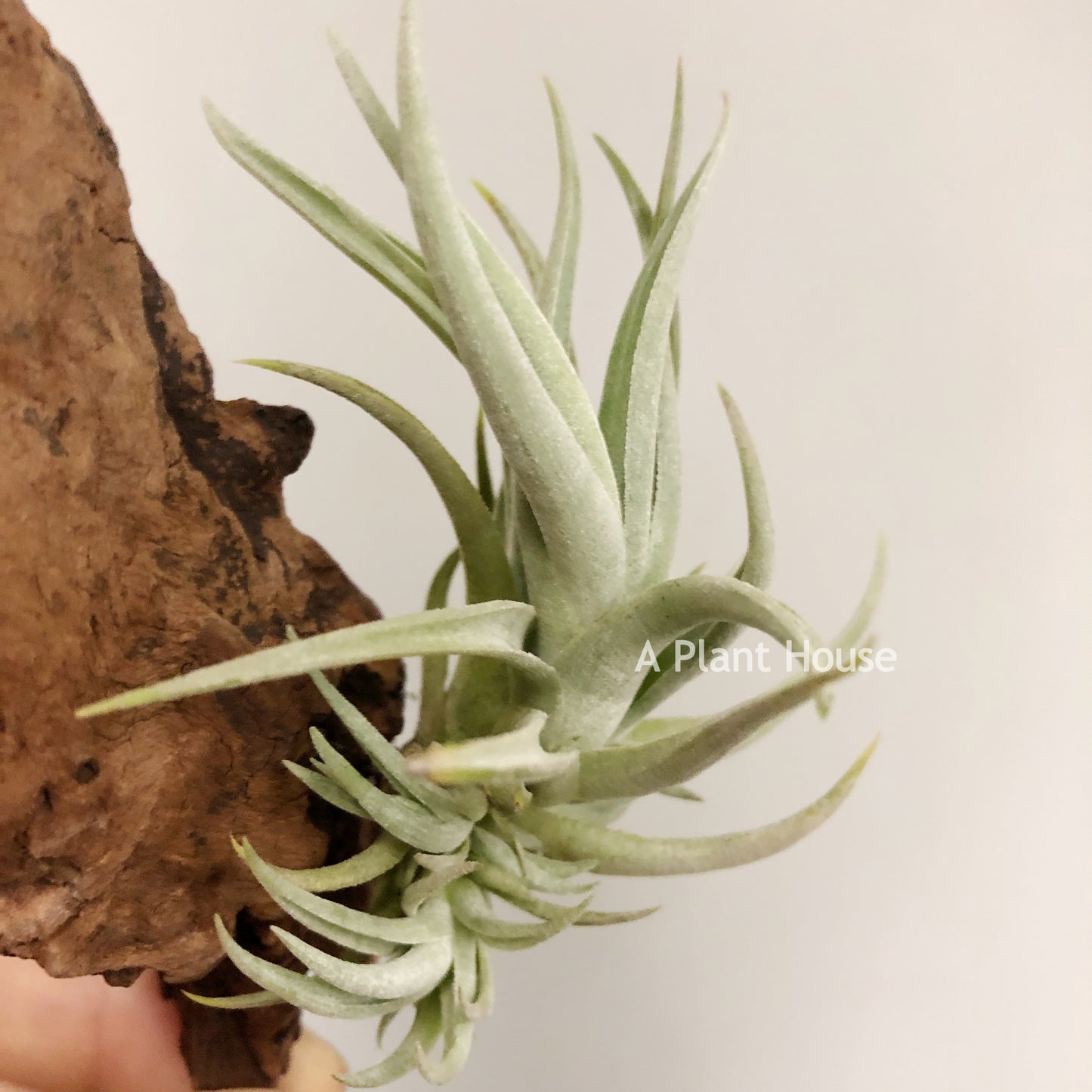 Tillandsia Bermejoensis