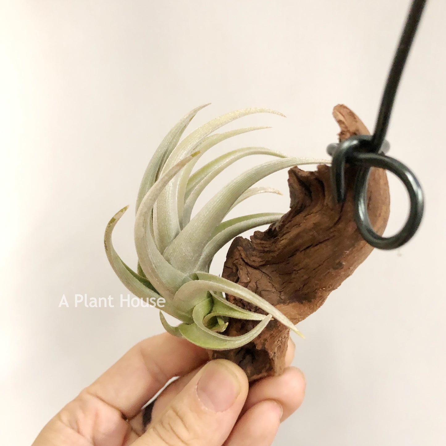 Tillandsia Xiphioides