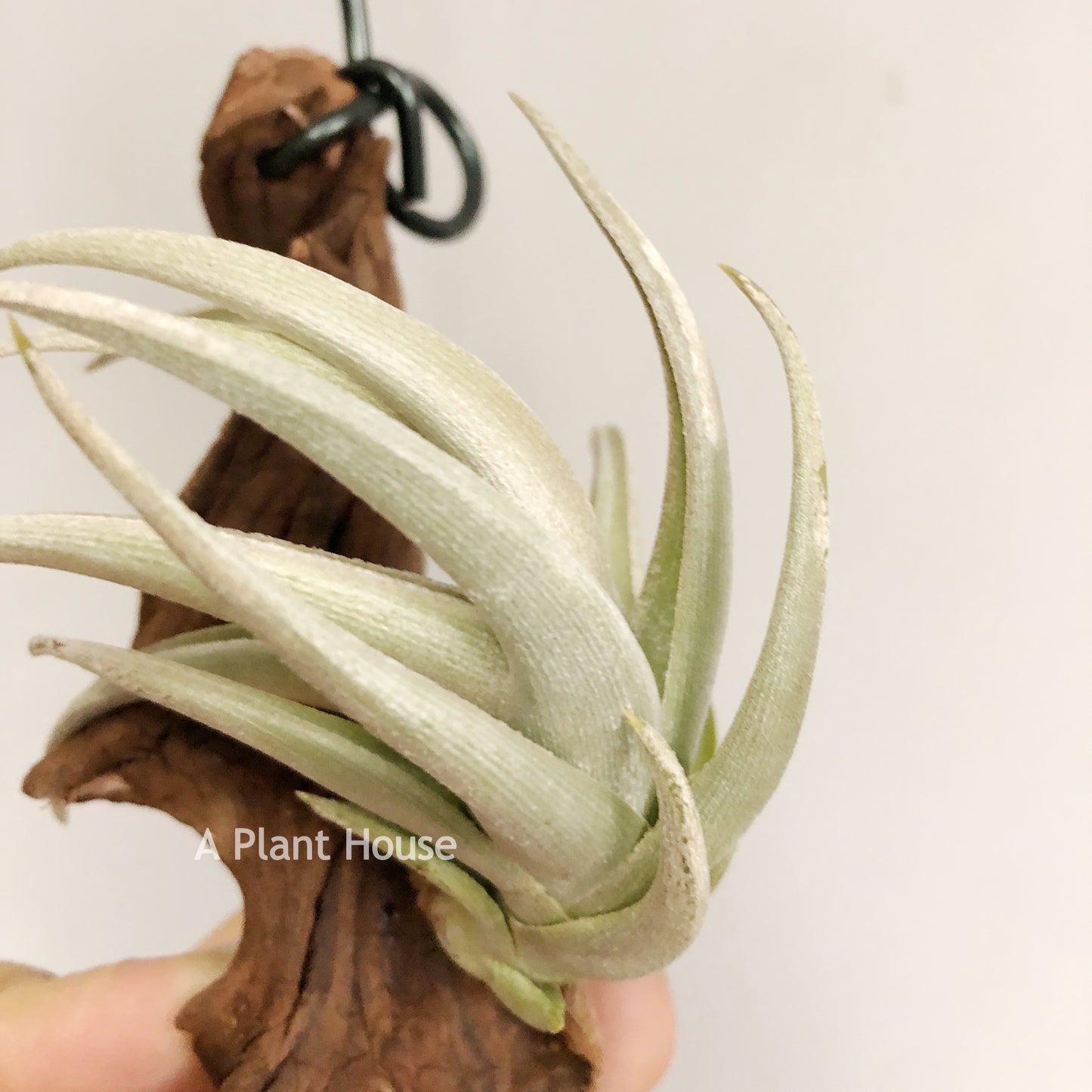 Tillandsia Xiphioides
