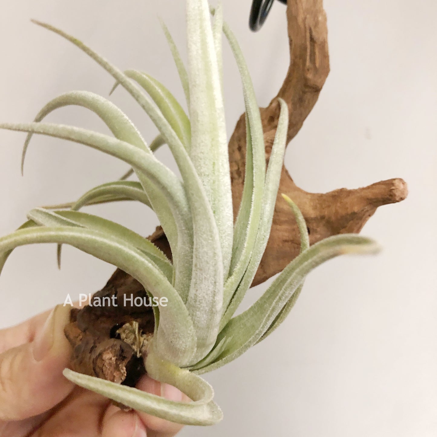 Tillandsia Lorentziana (forme 1)