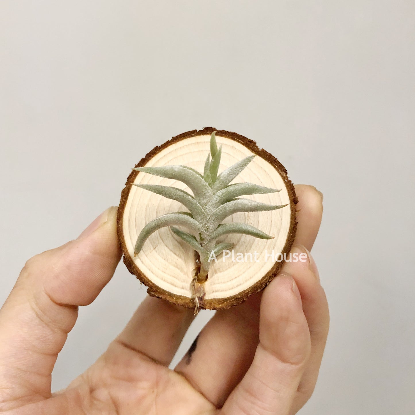 Tillandsia Hirta