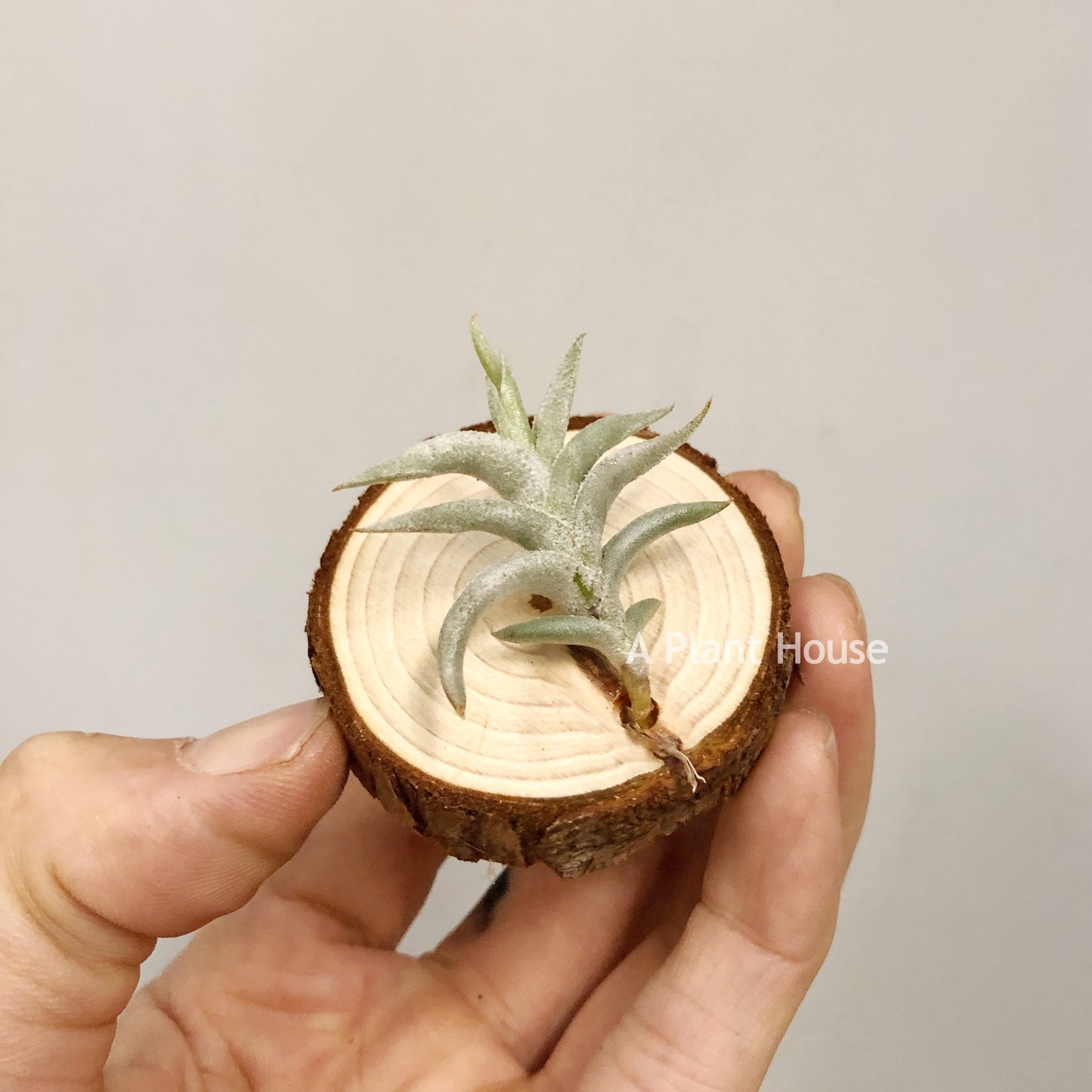 Tillandsia Hirta