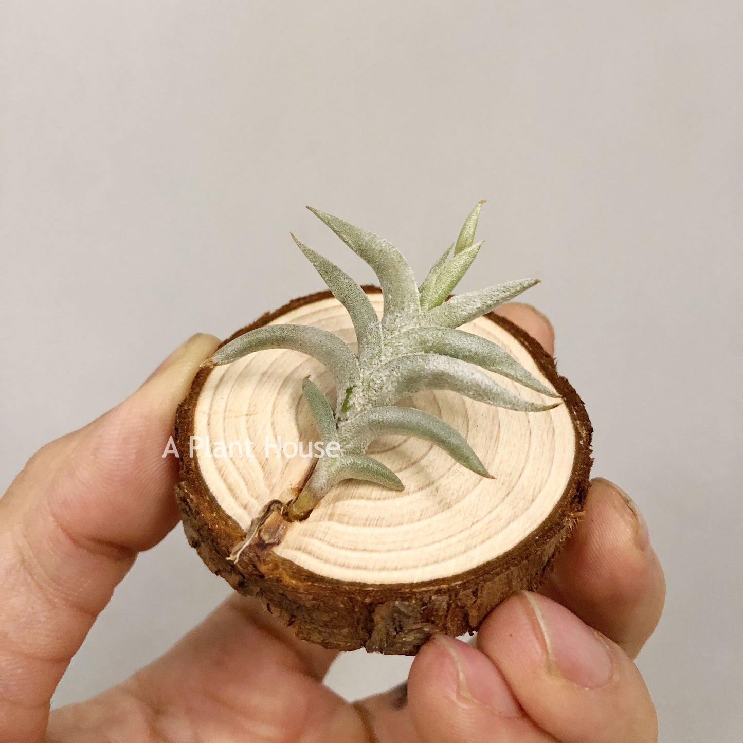 Tillandsia Hirta