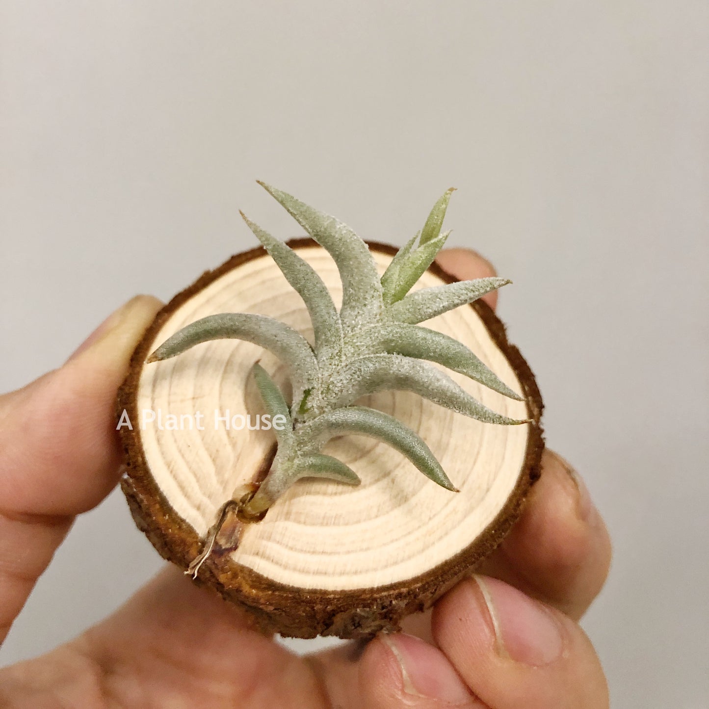 Tillandsia Hirta