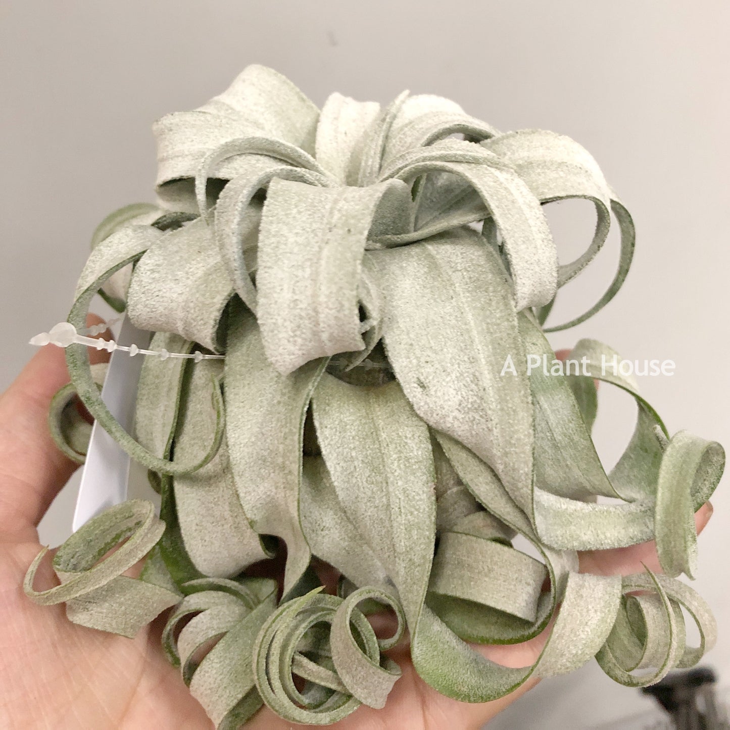 Tillandsia Streptophylla