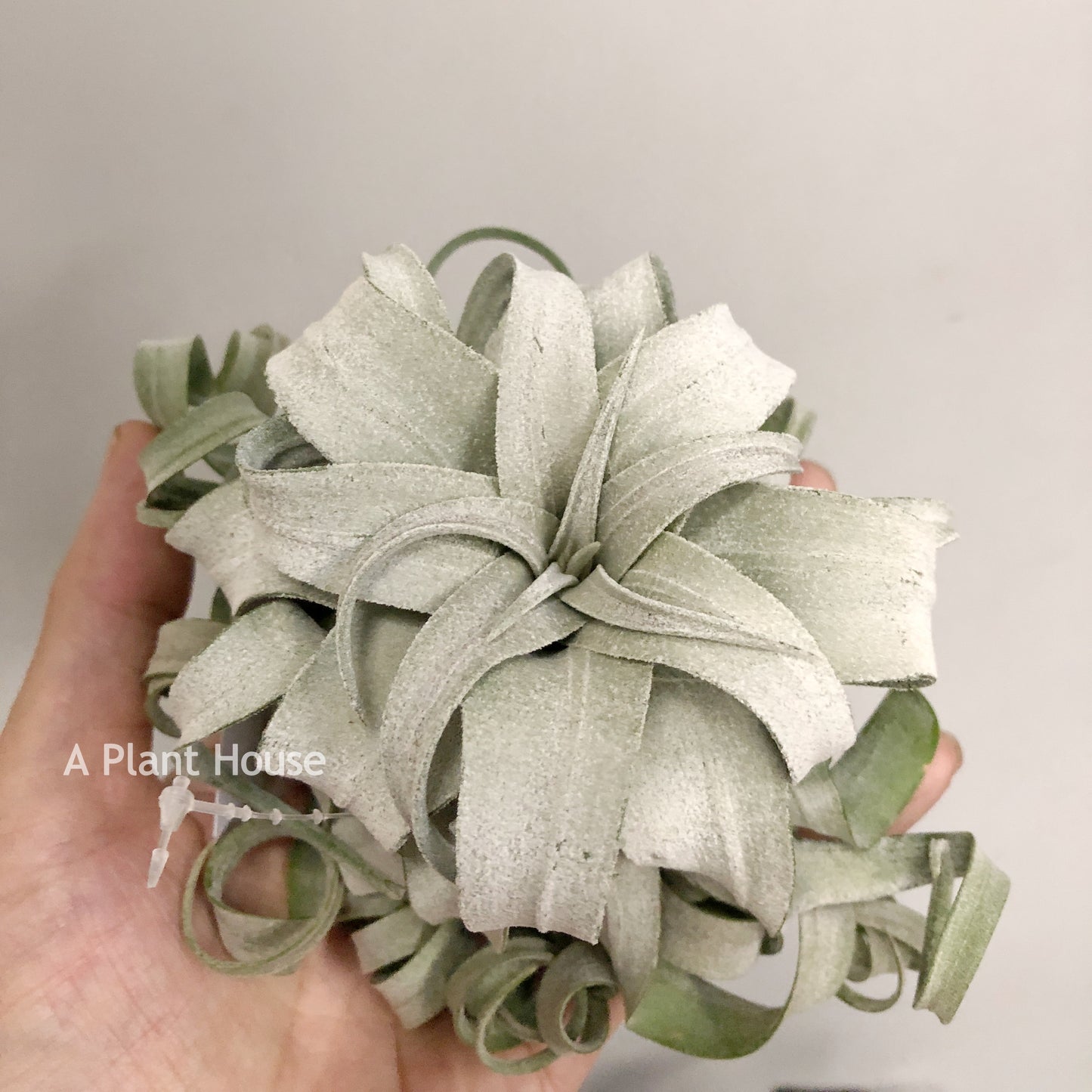 Tillandsia Streptophylla