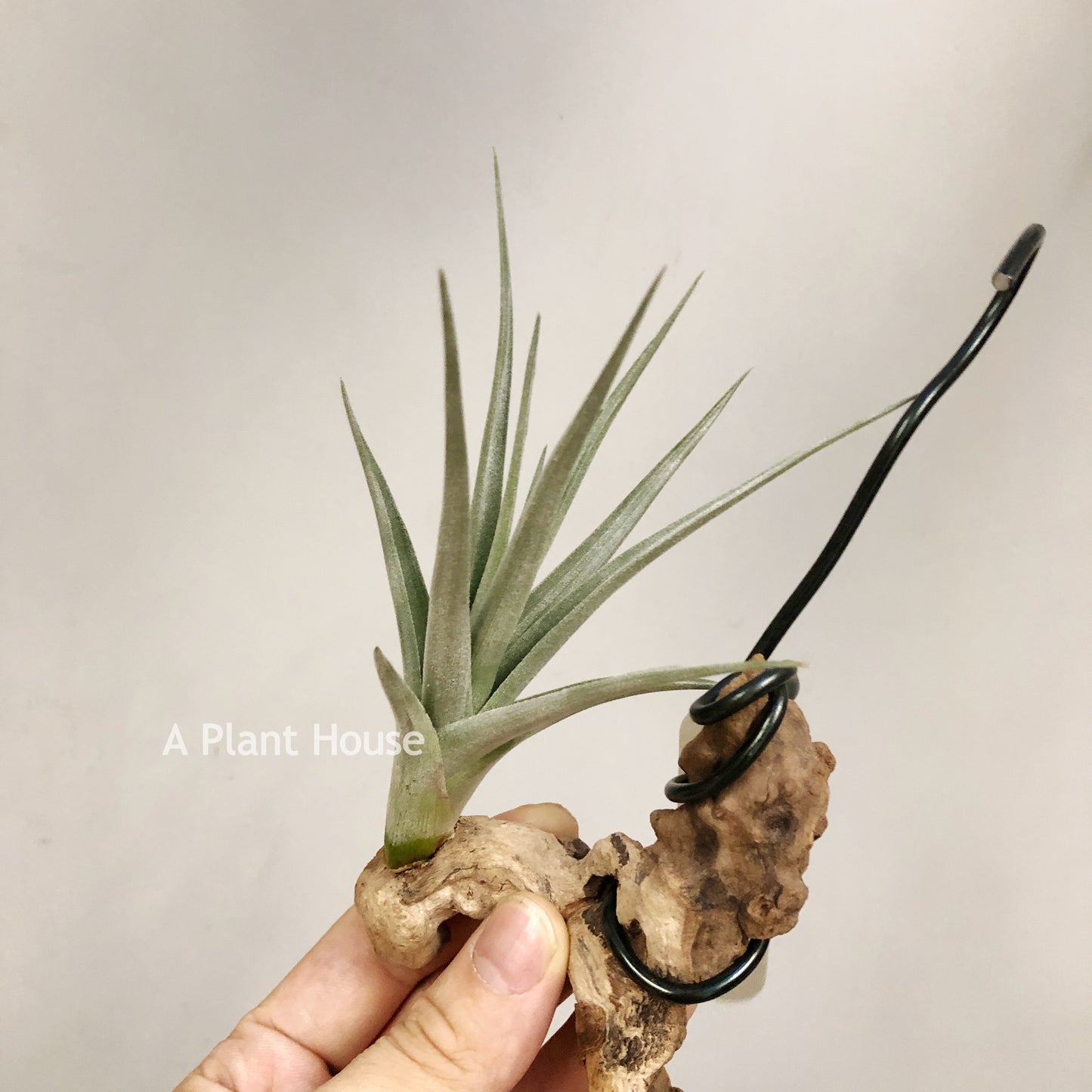 Tillandsia Blue Ice