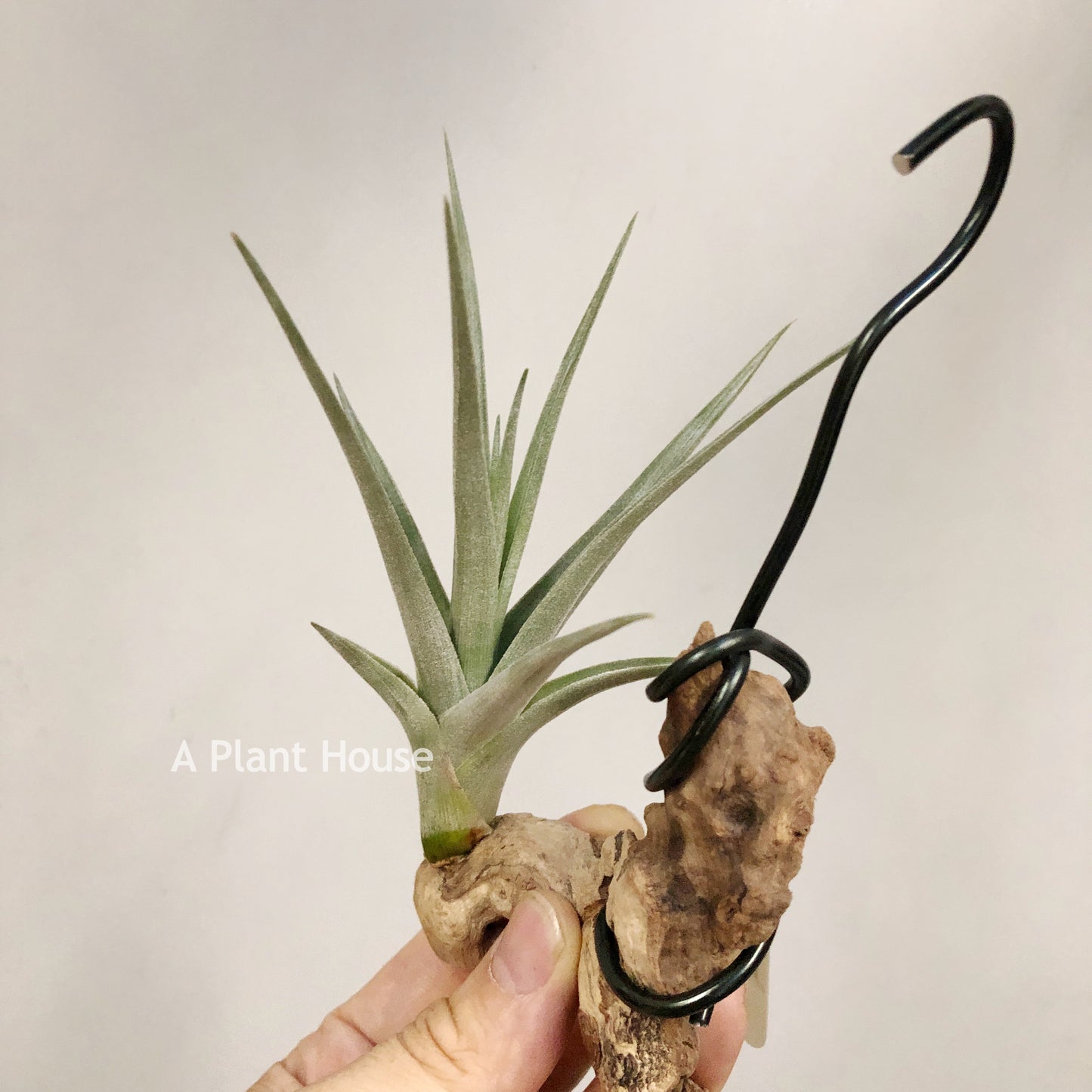 Tillandsia Blue Ice