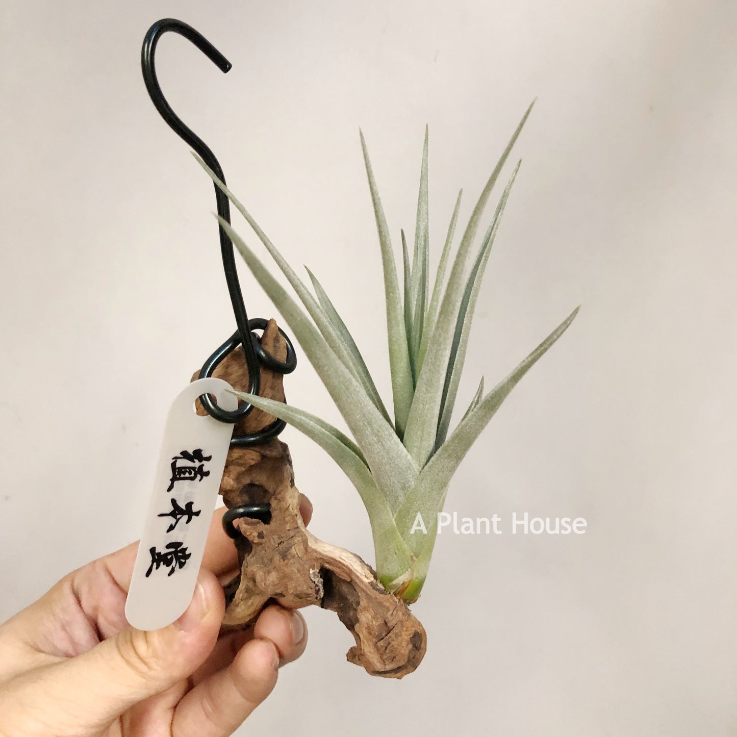 Tillandsia Blue Ice