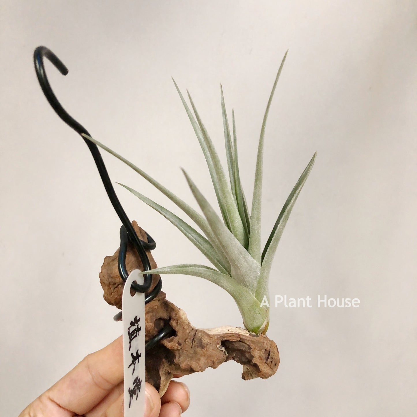 Tillandsia Blue Ice