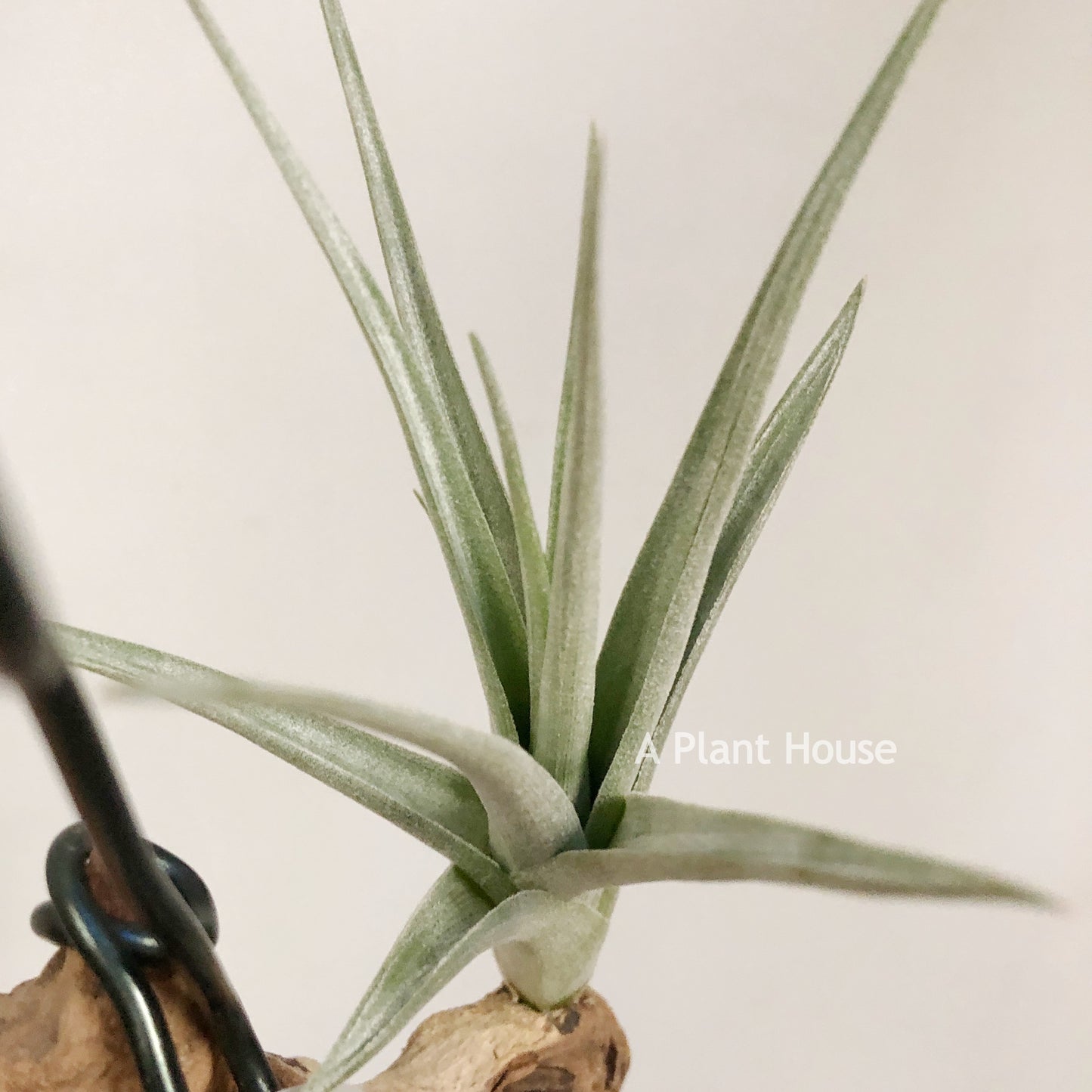 Tillandsia Blue Ice