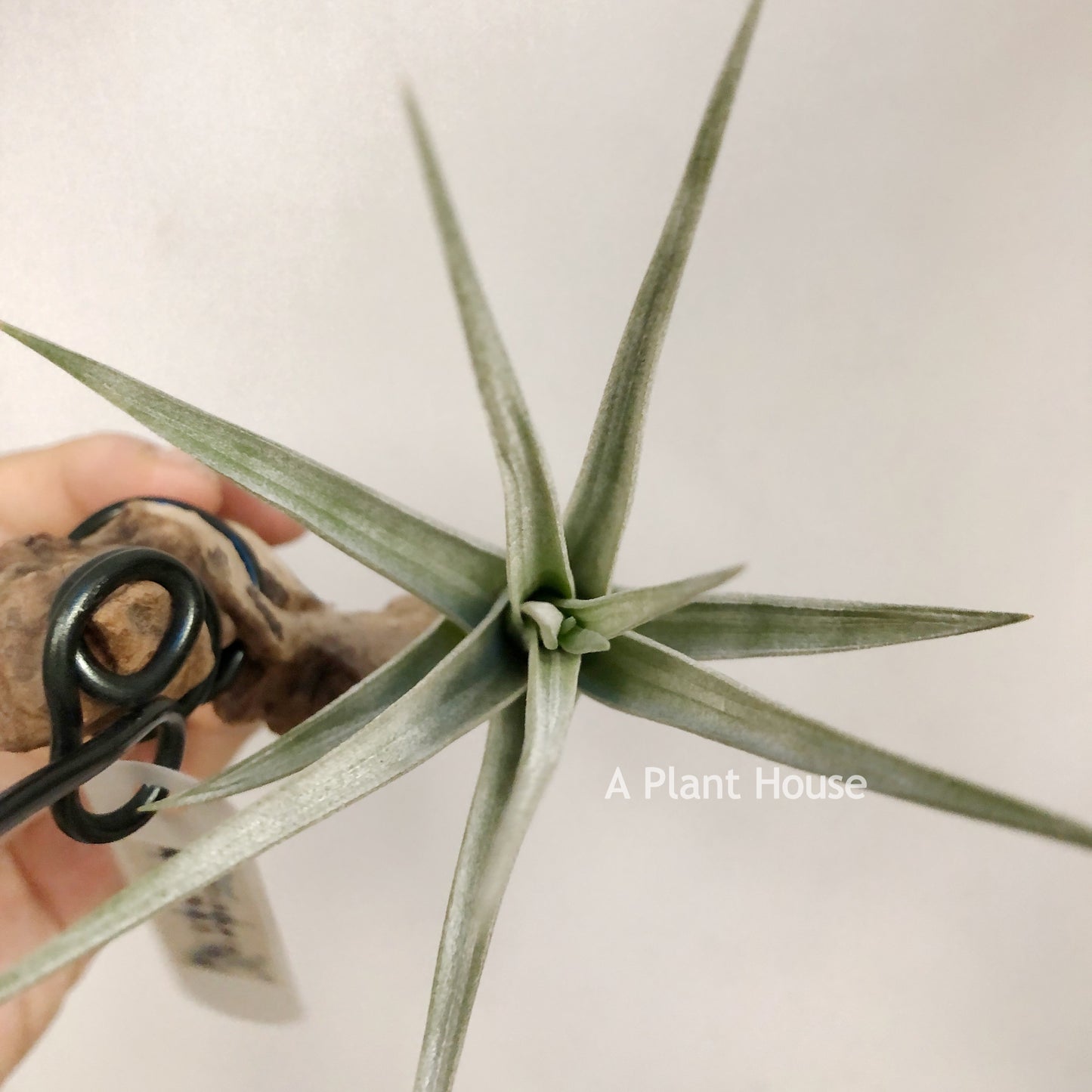 Tillandsia Blue Ice