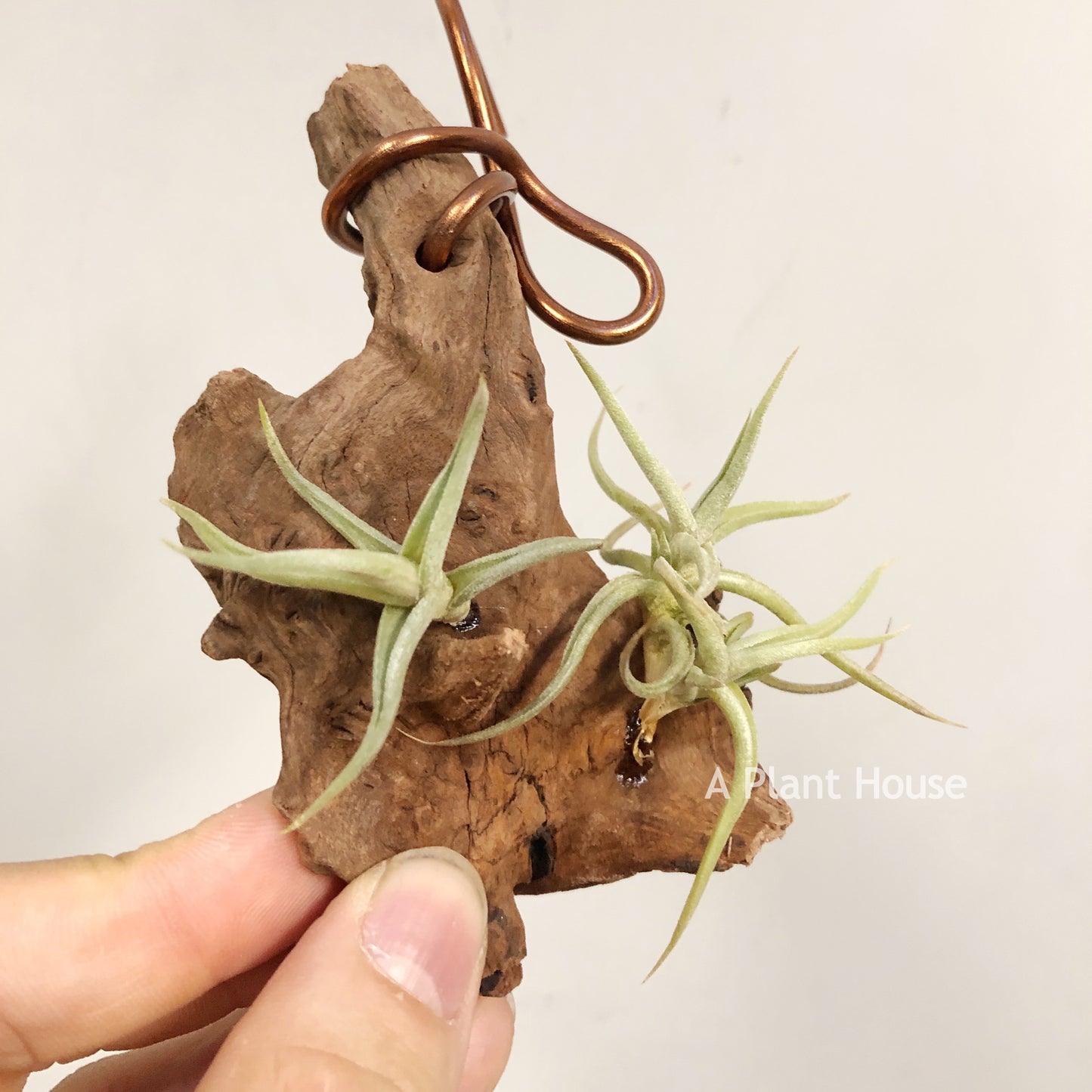Tillandsia Rectangula