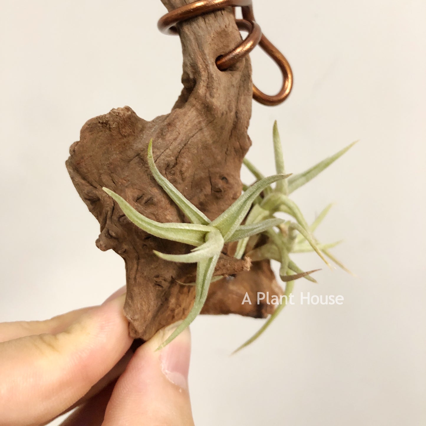 Tillandsia Rectangula