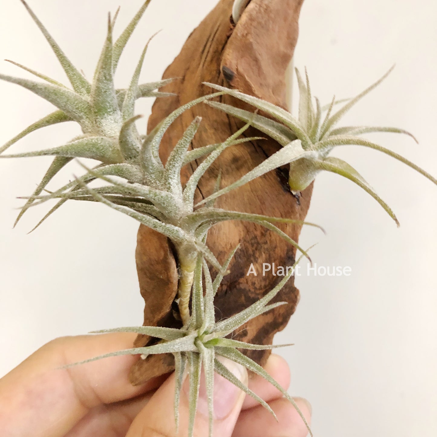 Tillandsia Latifolia Type 3