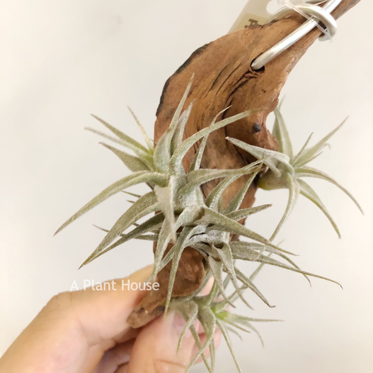 Tillandsia Latifolia Type 3