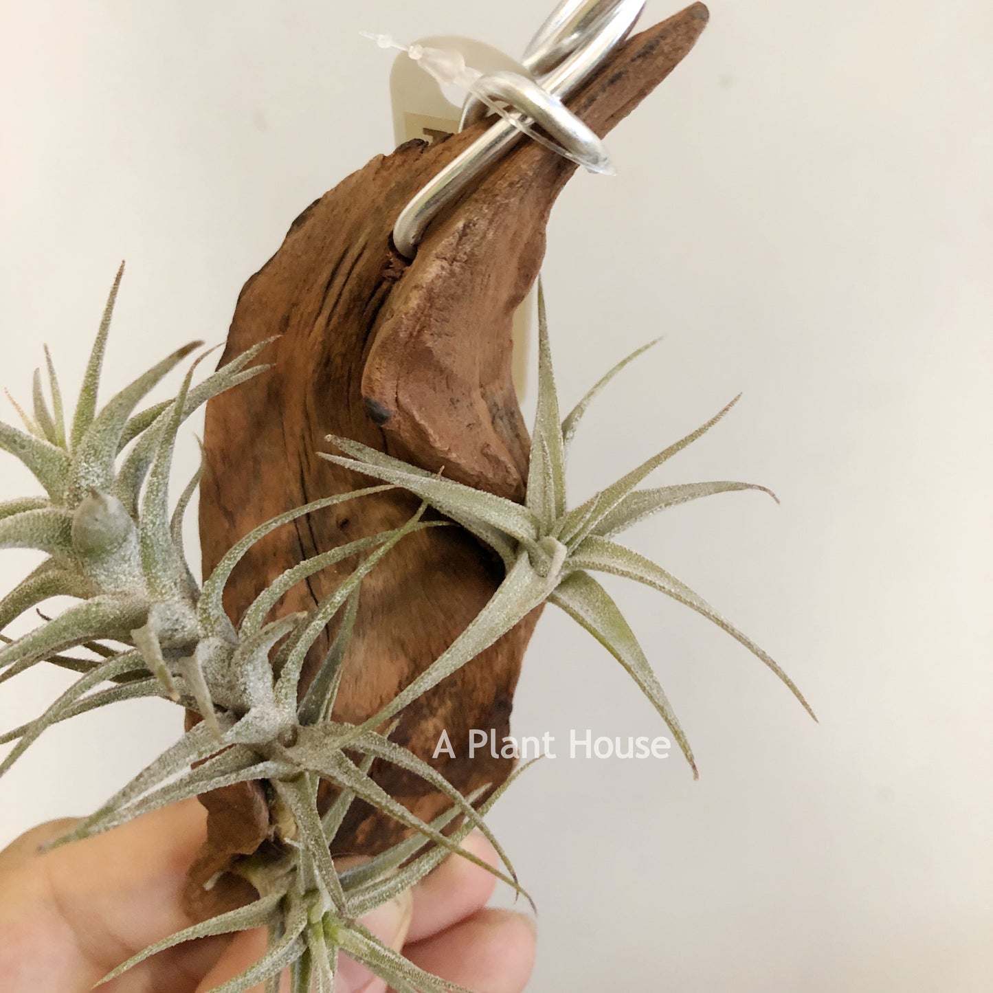 Tillandsia Latifolia Type 3
