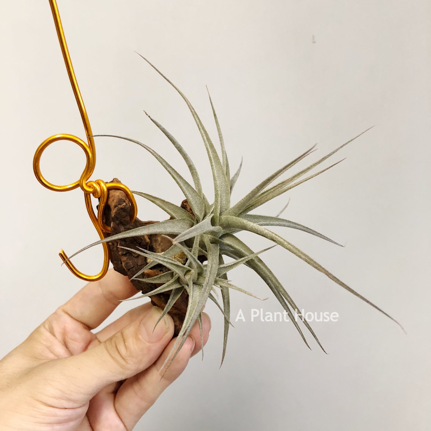 Tillandsia Latifolia Vivipara Type 3
