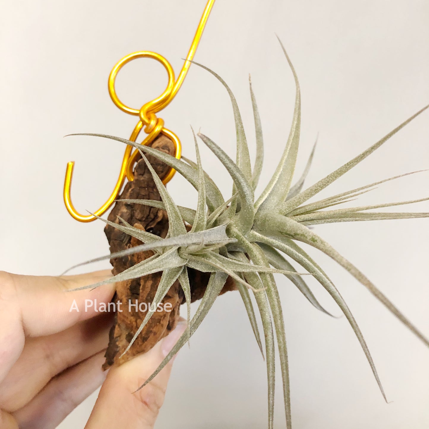 Tillandsia Latifolia Vivipara Type 3