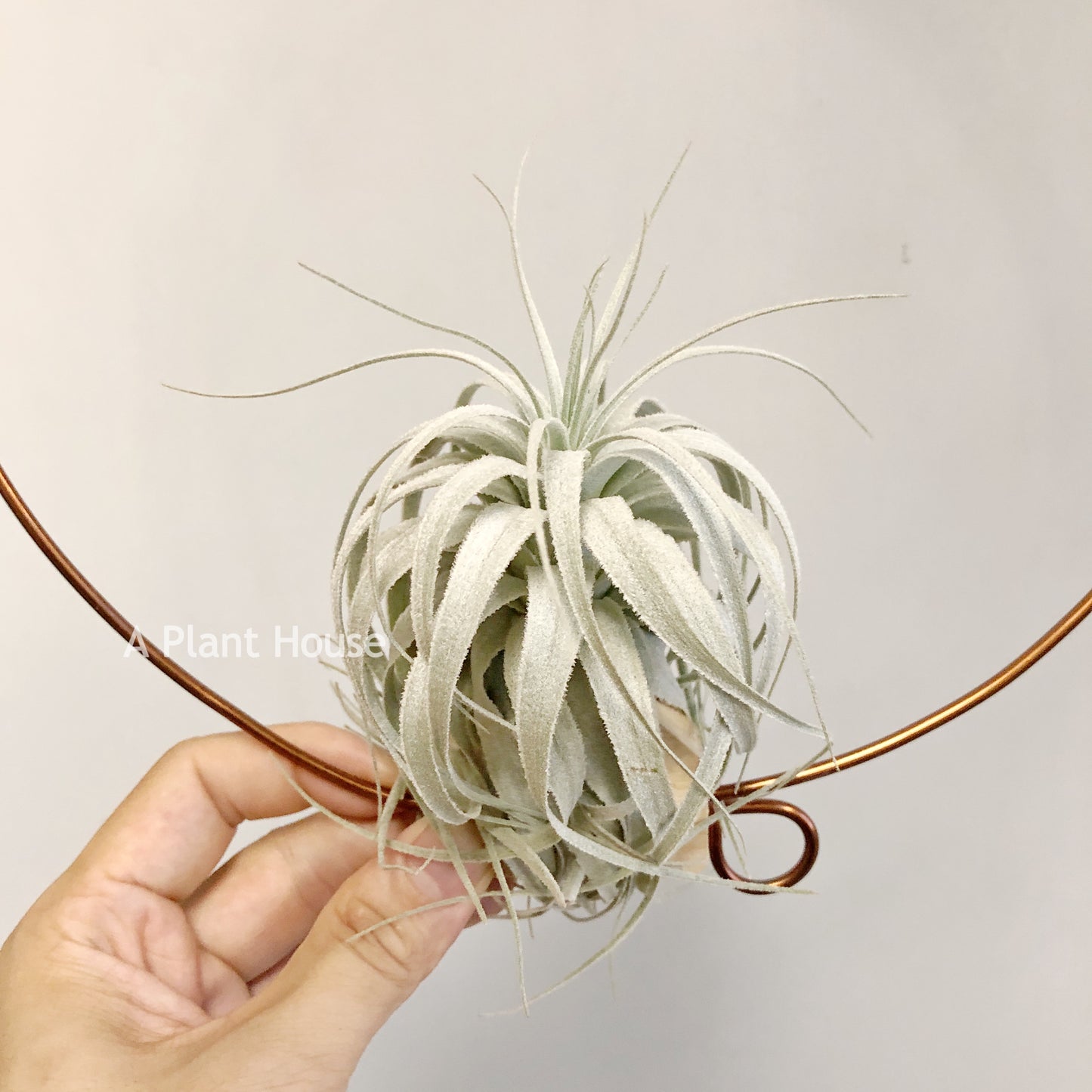Tillandsia Chapeuensis