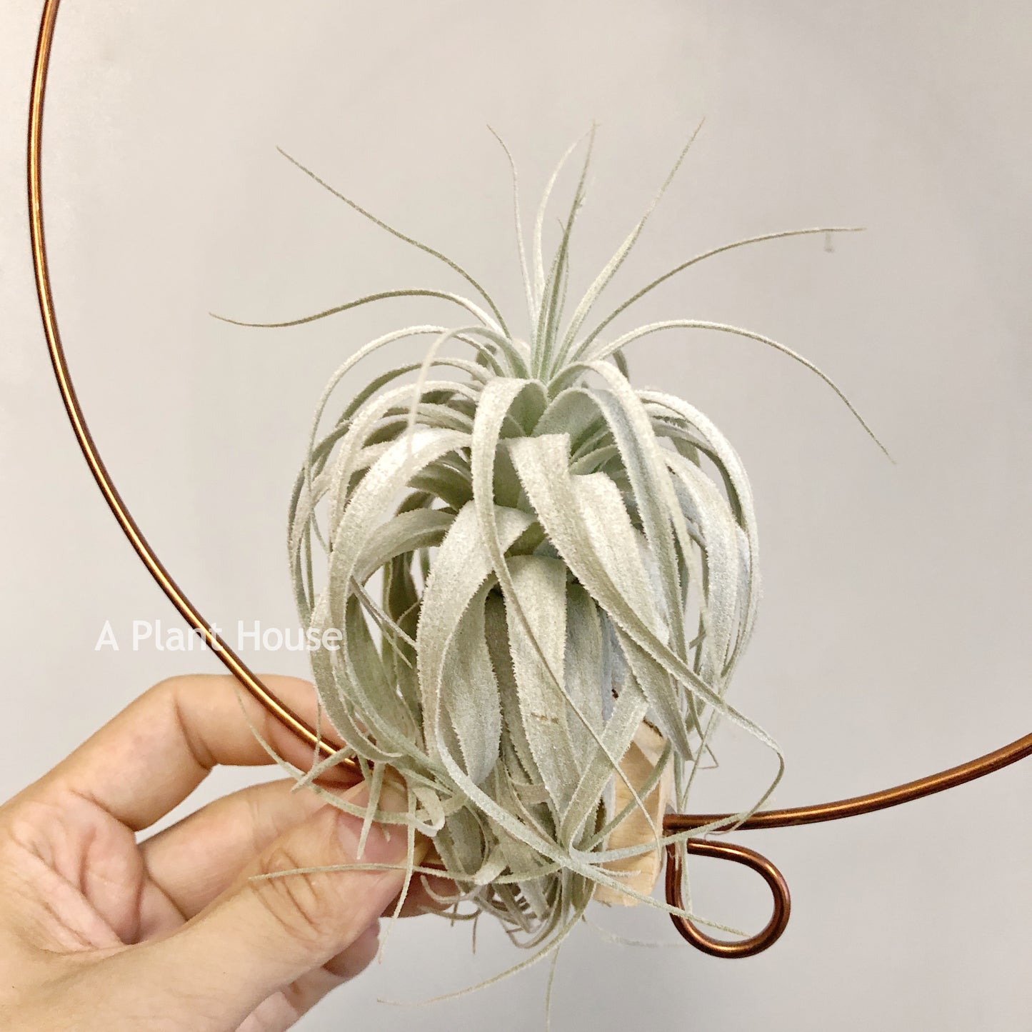 Tillandsia Chapeuensis