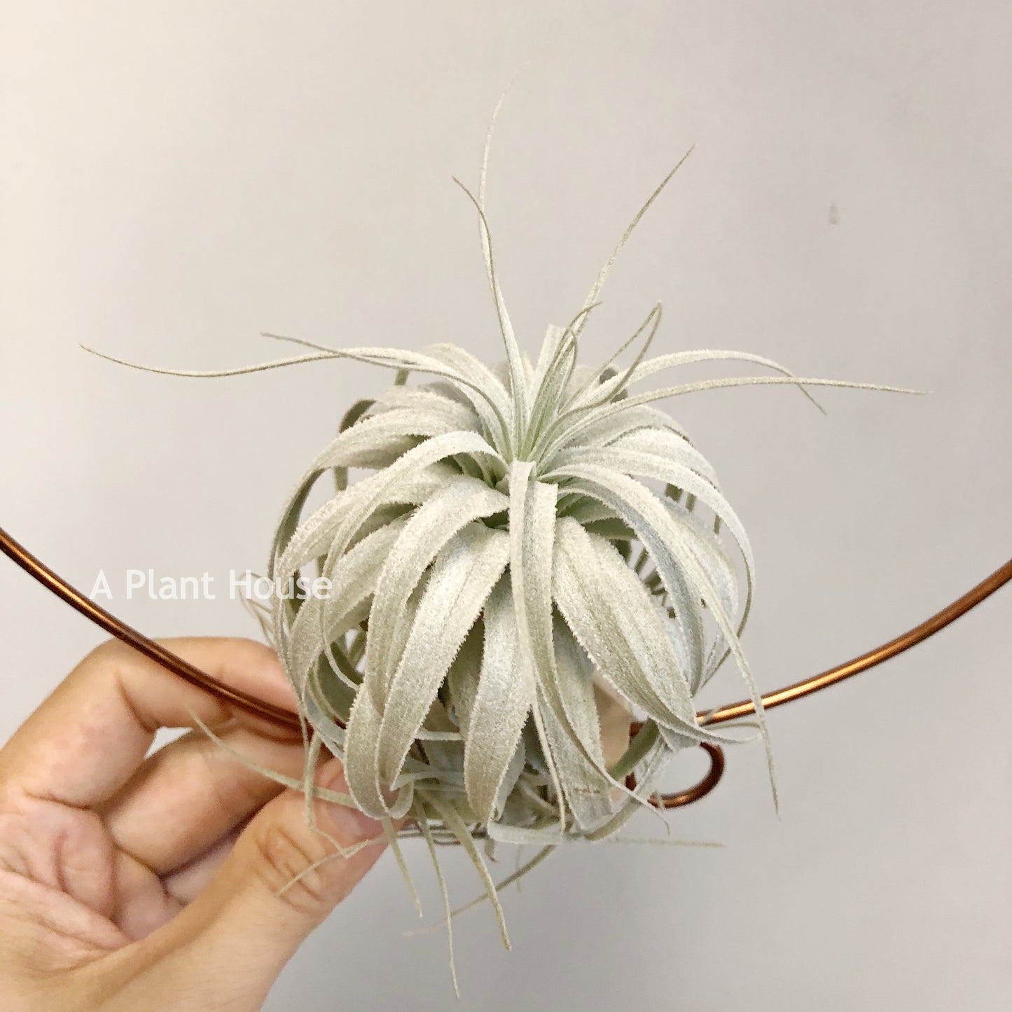 Tillandsia Chapeuensis