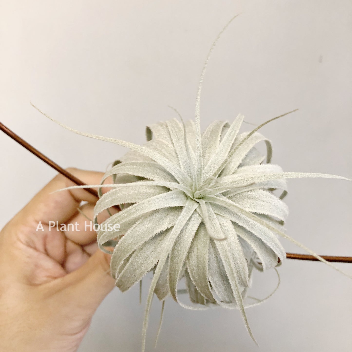 Tillandsia Chapeuensis