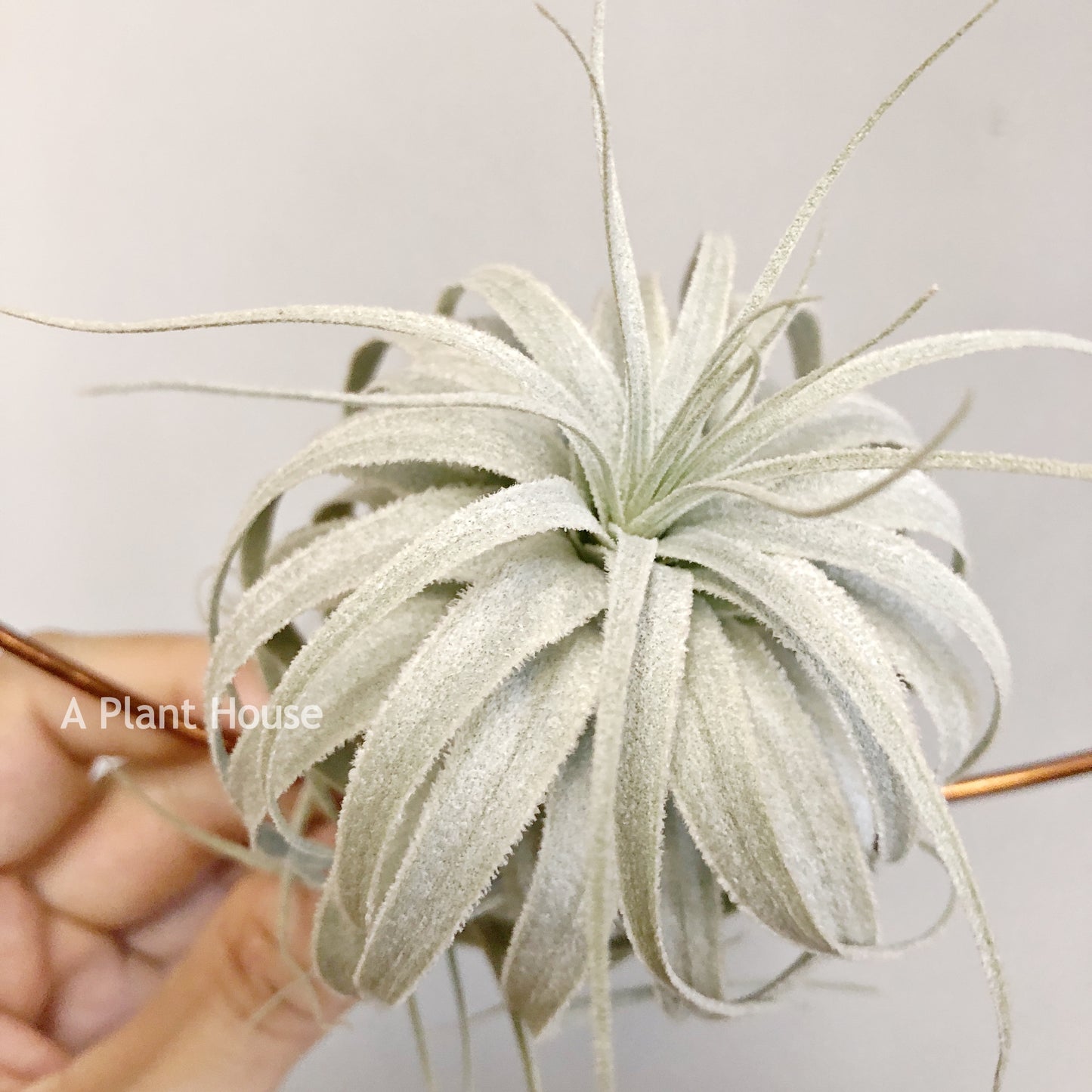 Tillandsia Chapeuensis