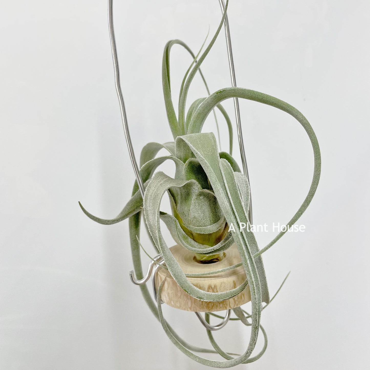 Tillandsia Joy