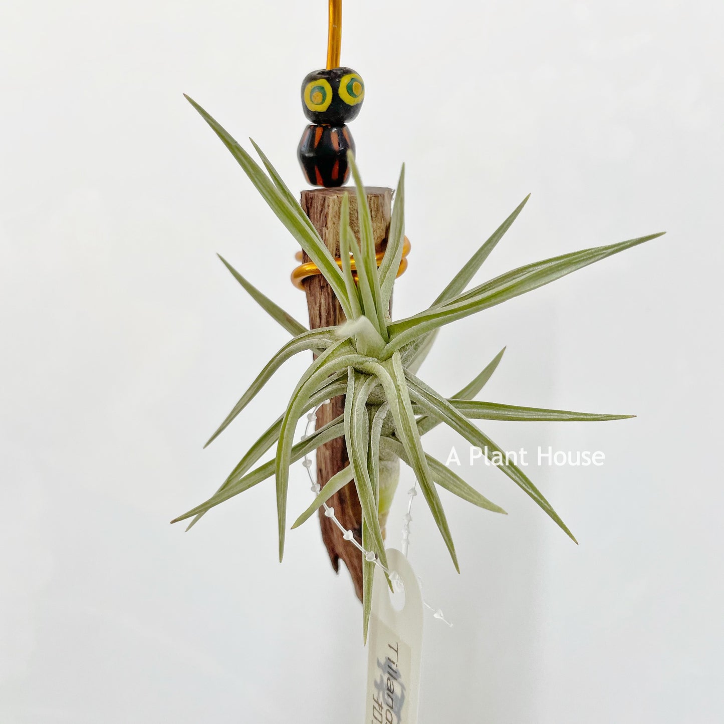 Tillandsia Cocoensis
