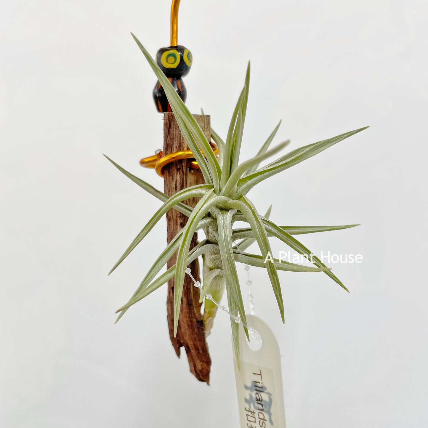 Tillandsia Cocoensis