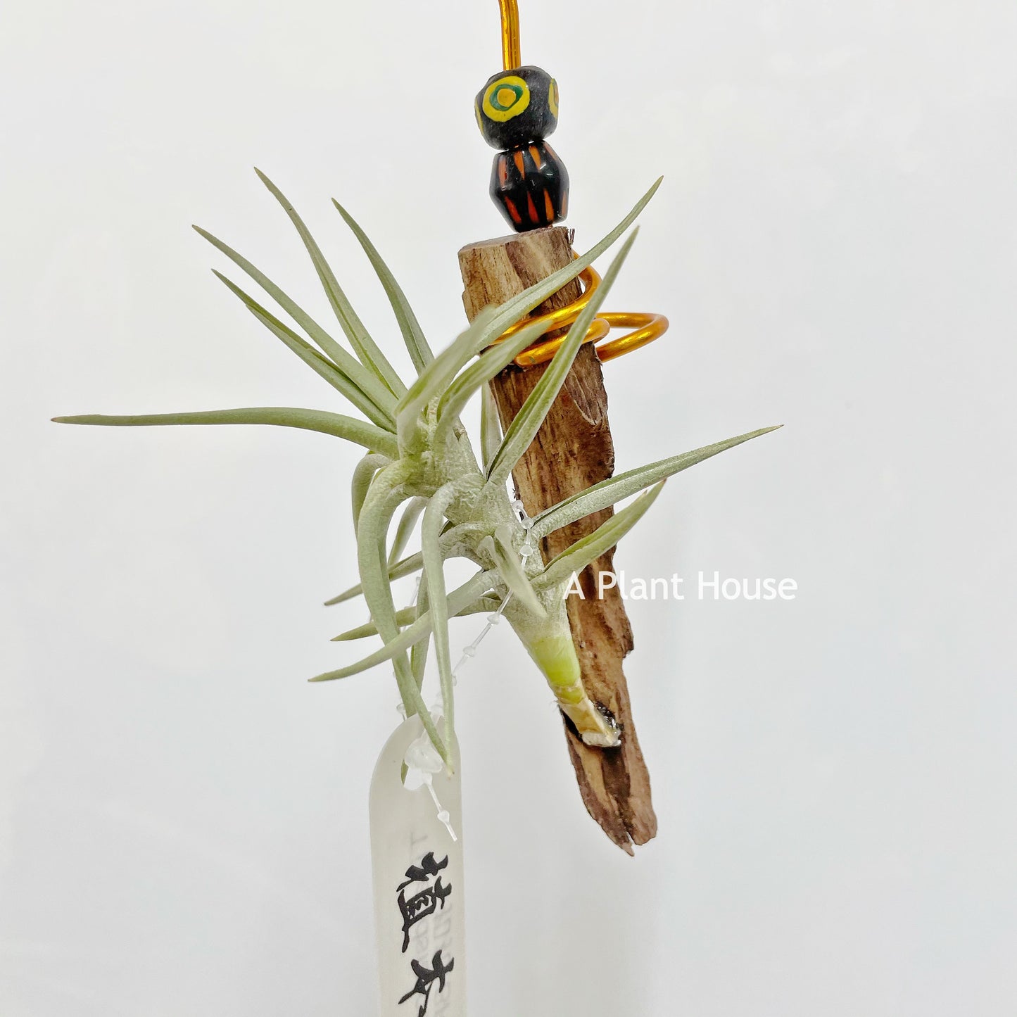 Tillandsia Cocoensis