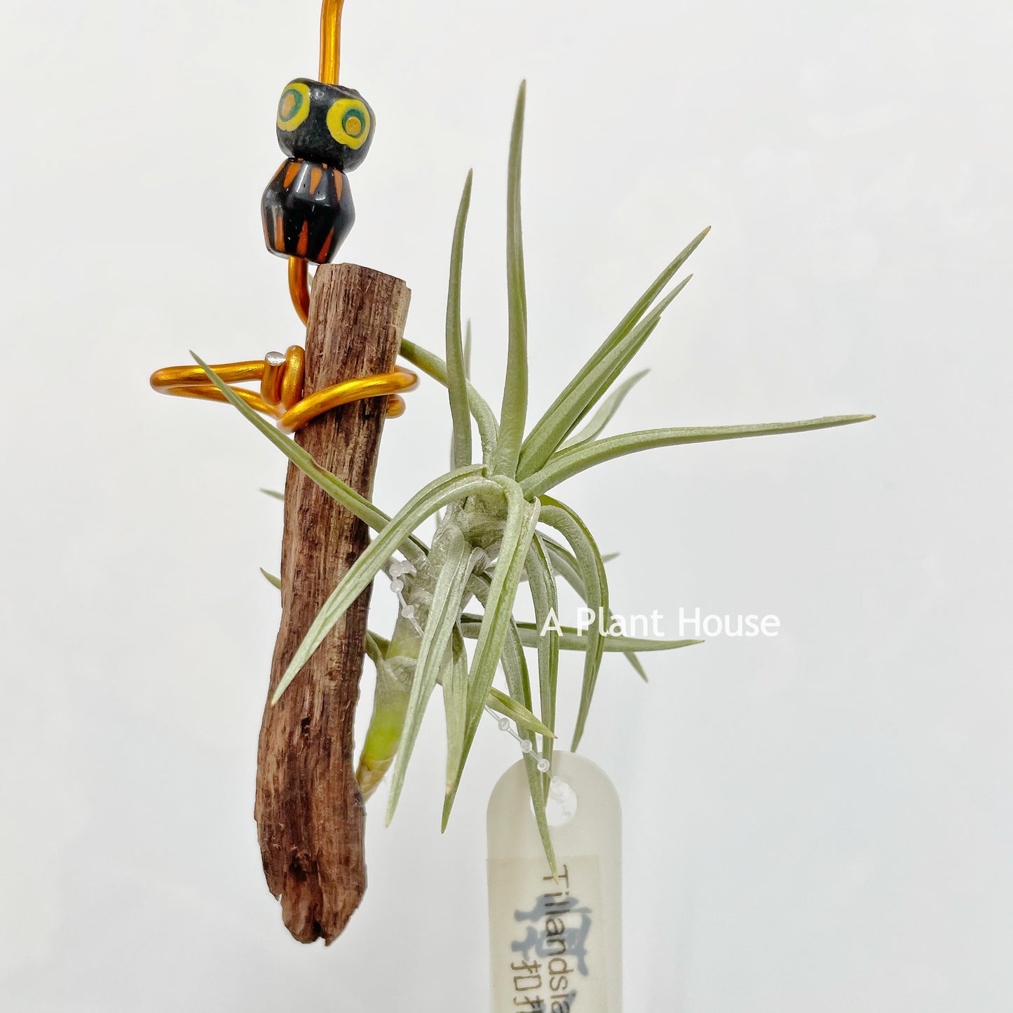 Tillandsia Cocoensis