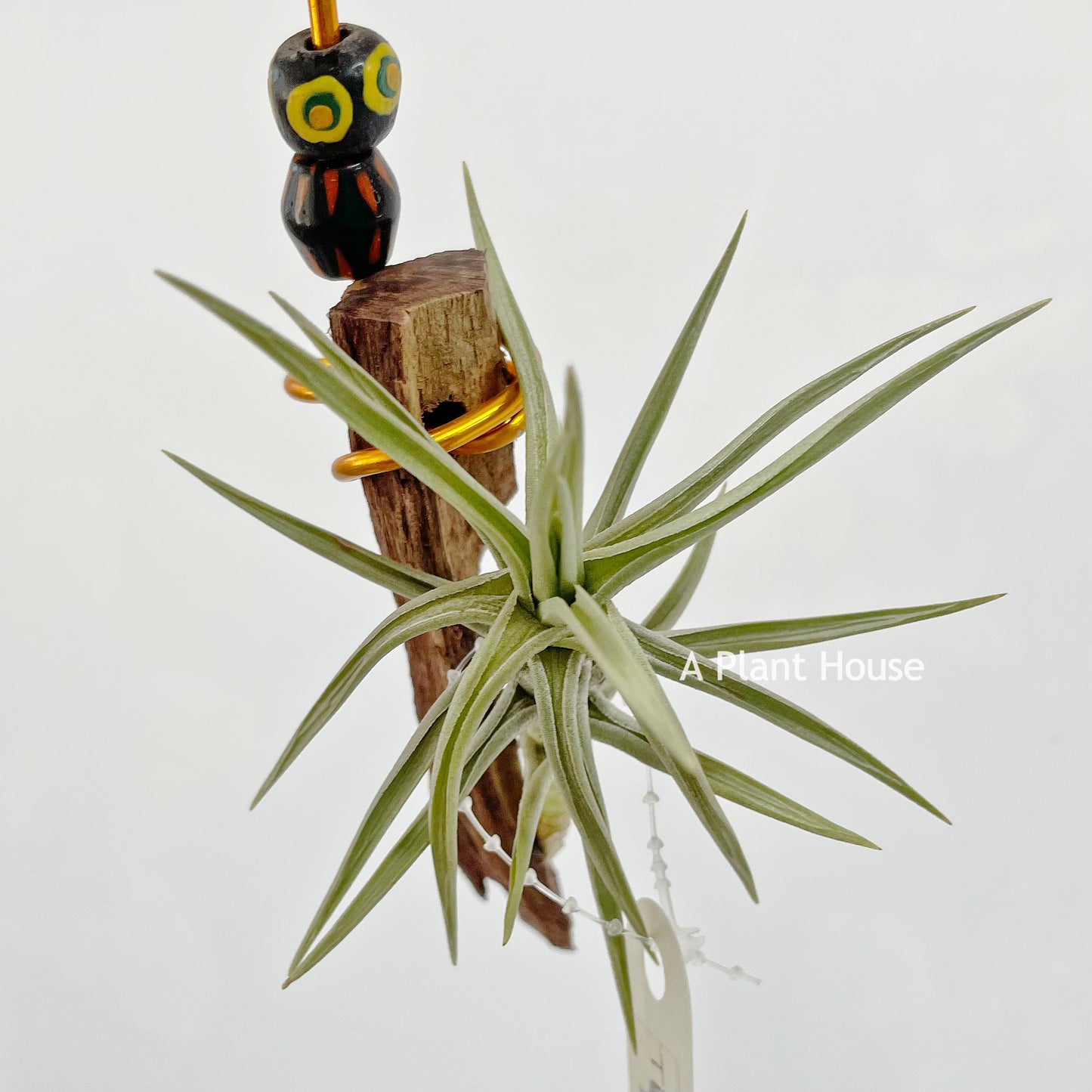 Tillandsia Cocoensis